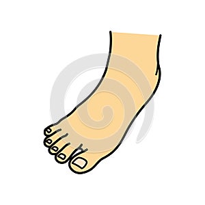 Bare foot, toe, instep, illustration photo